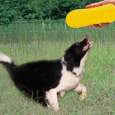 IntiMeg Disque volant pour chien