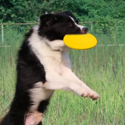 IntiMeg Disque volant pour chien