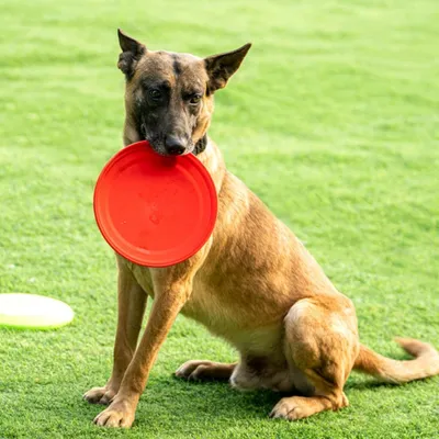 IntiMeg Frisbee en caoutchouc pour chien