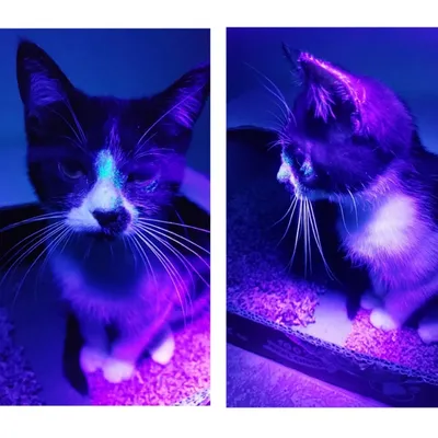 IntiMeg Lampe de détection d'urine d'animaux
