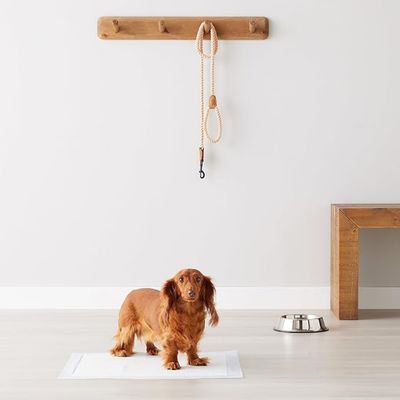 IntiMeg Coussinets urinaires pour chiens 100 pièces