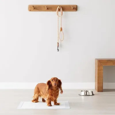 IntiMeg Coussinets urinaires pour chiens 100 pièces