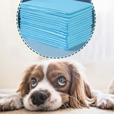 IntiMeg Coussinets urinaires pour chiens 100 pièces