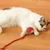IntiMeg Balle interactive avec corde pour chat