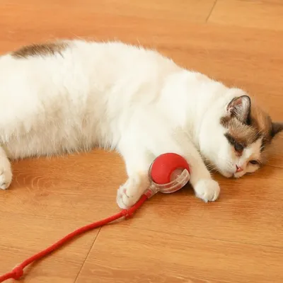 IntiMeg Balle interactive avec corde pour chat