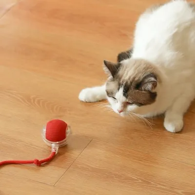 IntiMeg Balle interactive avec corde pour chat