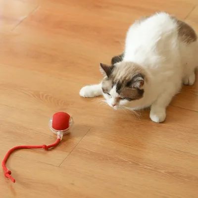 IntiMeg Balle interactive avec corde pour chat