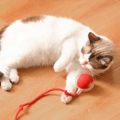 IntiMeg Balle interactive avec corde pour chat