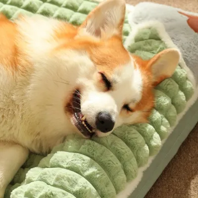 IntiMeg Lit pour chat avec mousse mémoire