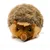 IntiMeg Jouet peluche hérisson pour chien