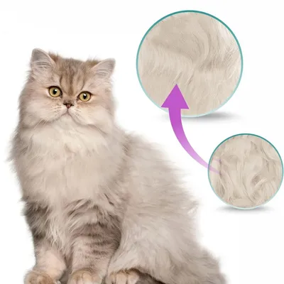 IntiMeg Peigne pour animaux de compagnie