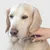 IntiMeg Peigne pour animaux de compagnie
