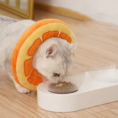 IntiMeg Collier pour chat orange IntiMeg Collier pour chat orange