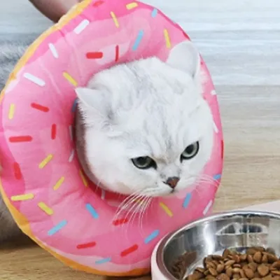IntiMeg Collier Donut pour chat IntiMeg Collier Donut pour chat