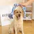 IntiMeg Hundespielzeug-Seil, 2er-Pack IntiMeg Hundespielzeug-Seil, 2er-Pack