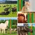 IntiMeg Brosse de nettoyage pour chevaux