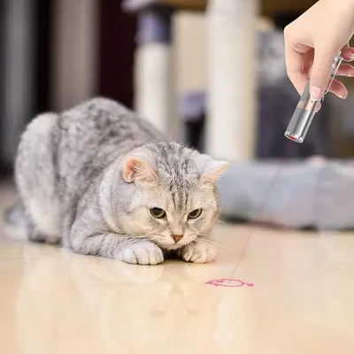 IntiMeg Stylo laser jouet pour chat