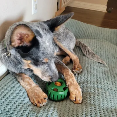 IntiMeg Ensemble de balles Slow Food pour chien