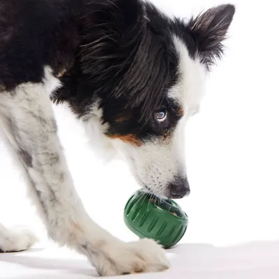 IntiMeg Ensemble de balles Slow Food pour chien