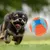 IntiMeg Jouet pour chien balle rebondissante
