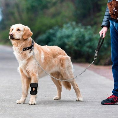 IntiMeg Protectiveur de genoux pour chien