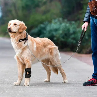 IntiMeg protector de rodilla para perros