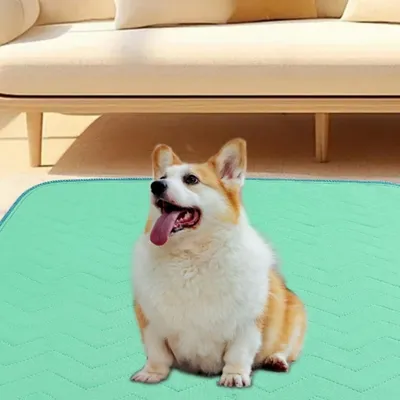 IntiMeg Coussinet urinaire réutilisable pour chien