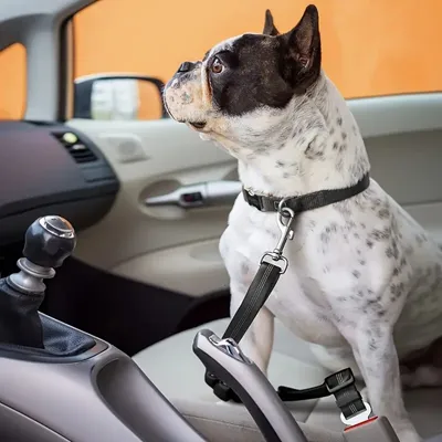 IntiMeg Sicherheitsgurt für Hunde im Auto