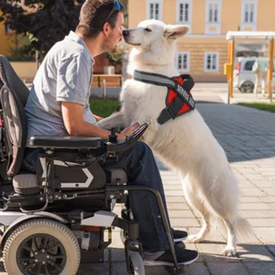 IntiMeg Harnais et laisse pour grands chiens
