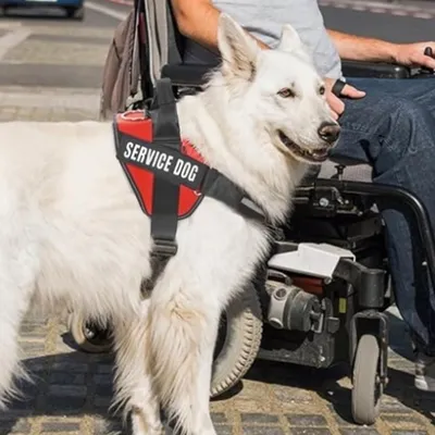 IntiMeg Harnais et laisse pour grands chiens