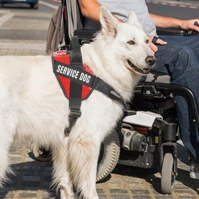 IntiMeg Harnachement et laisse pour grands chiens
