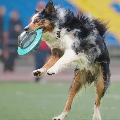 IntiMeg Jouet interactif pour chien Soucoupe volante
