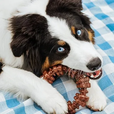 IntiMeg Anneau texturé pour jouet pour chien