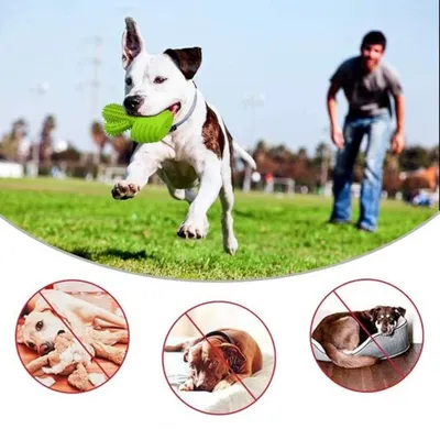 IntiMeg Jouet couineur à mâcher pour chien Cactus