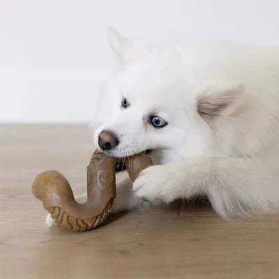 IntiMeg Jouet de mâche pour chien - saveur bœuf