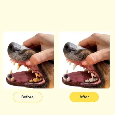 IntiMeg 2er-Pack Zahnbürsten für Hunde