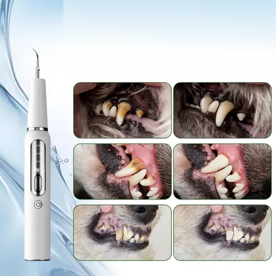 IntiMeg Nettoyant pour dents de chien