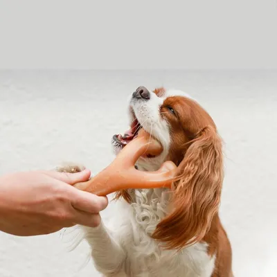 IntiMeg  Jouet de dentition pour chien
