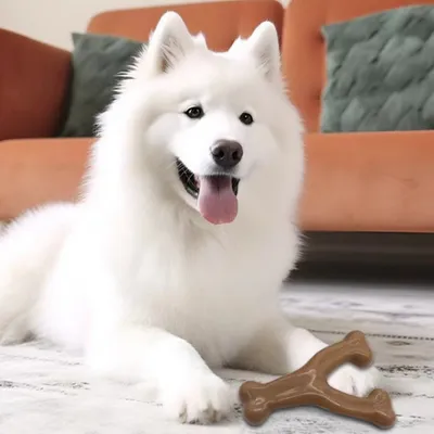 IntiMeg  Jouet de dentition pour chien