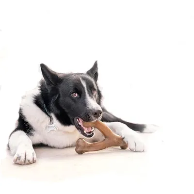 IntiMeg  Jouet de dentition pour chien