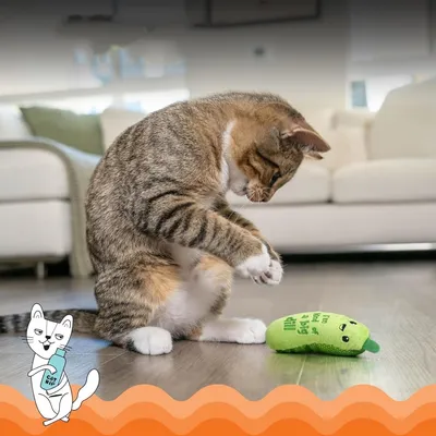 IntiMeg Jouet à l'herbe à chat et au concombre