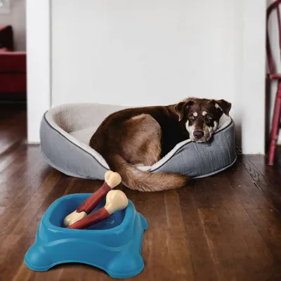 CoolPetGear Bâton à gratter les dents pour chien