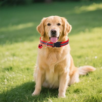 CoolPetGear Collier réfléchissant pour chat