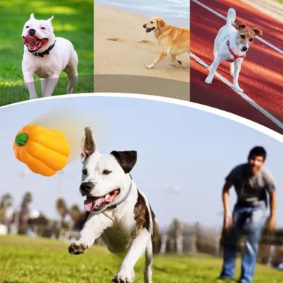 CoolPetGear Ballon pour chiens résistant à la mâche
