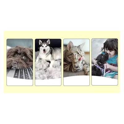 Brosse chien anti poils morts / démêlage Truelove Jack