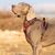 Truelove Country PLUS + Harnais chien dressage anti traction & promenade