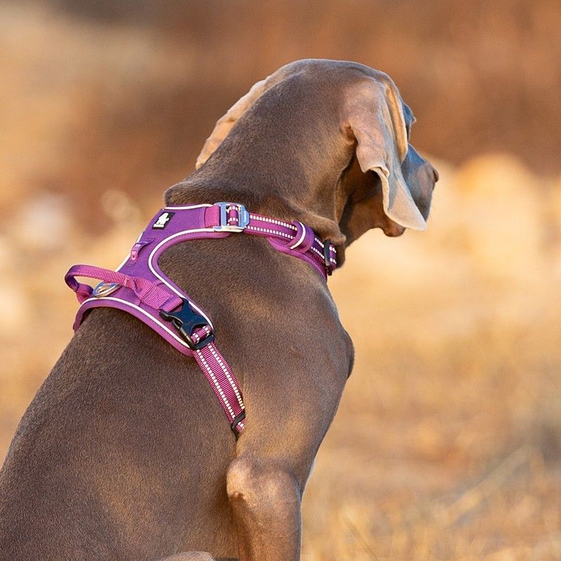 Truelove Country PLUS + Harnais chien dressage anti traction & promenade