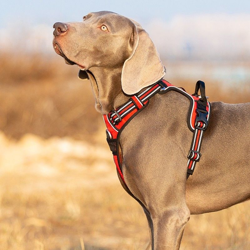 Truelove Country PLUS + Harnais chien dressage anti traction & promenade