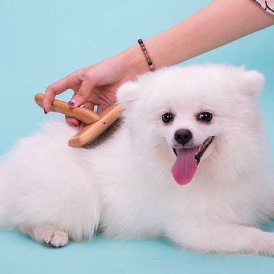 Brosse chien à poils longs Truelove Skin