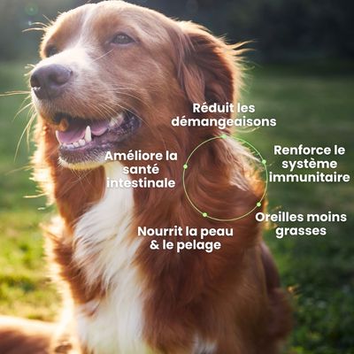 BESTI | Démangeaisons | Compléments Alimentaires Vétérinaires pour Chiens